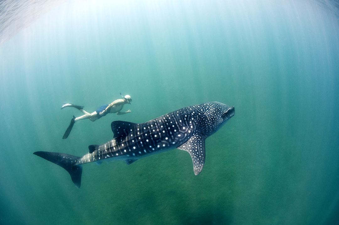 Ocean Sustainability and Global Resource Management - The Ocean Foundation